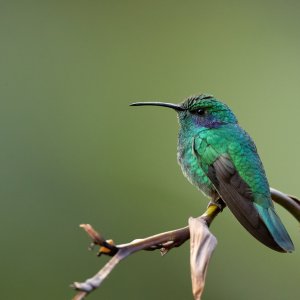 Veilchenohrkolibri